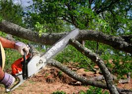 Best Tree and Shrub Care  in Durham, OR